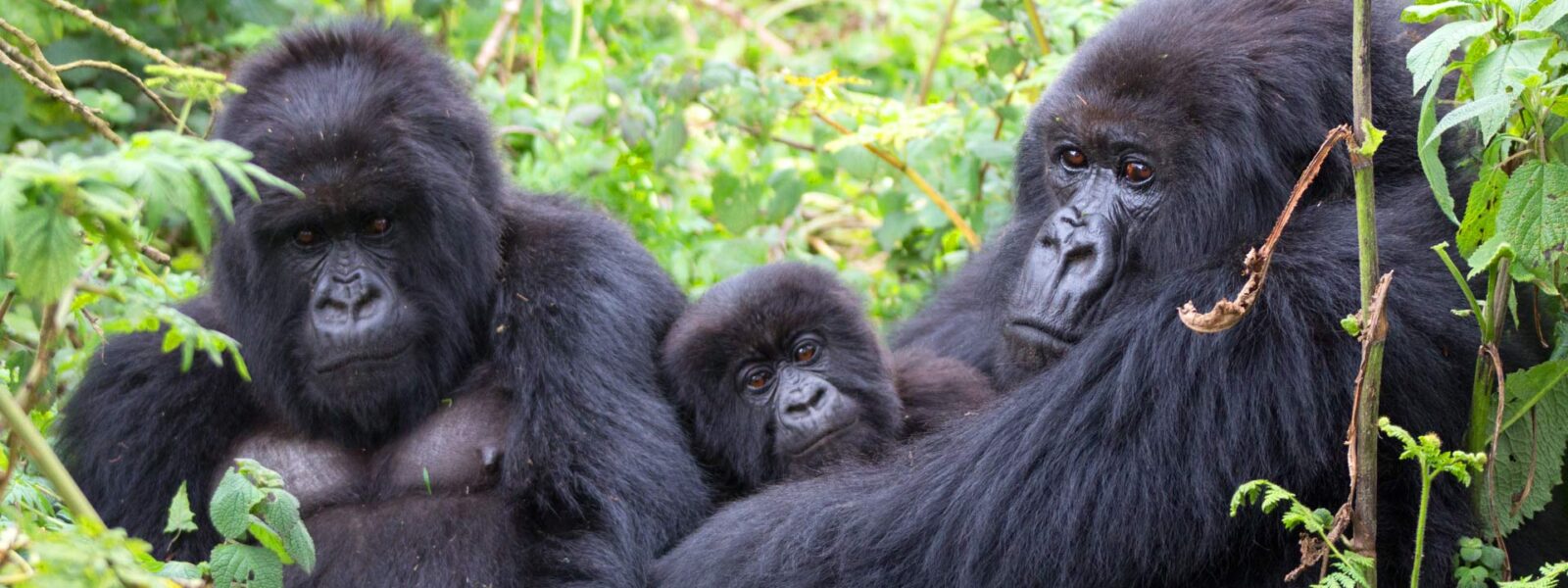 Best place to trek gorillas in Africa
