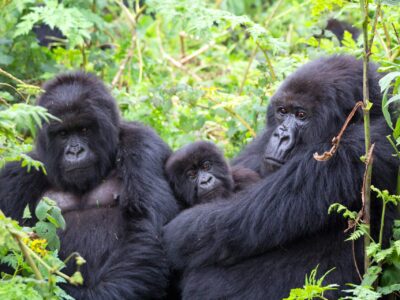 Best place to trek gorillas in Africa