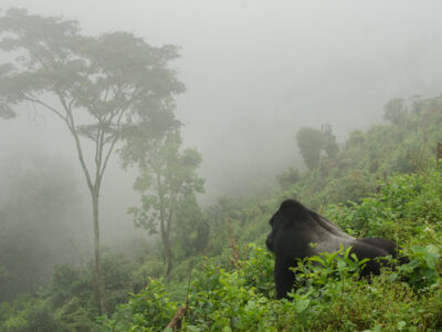 Best time to visit Nkuringo Region