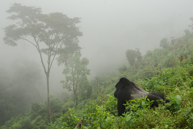 Best time to visit Nkuringo Region