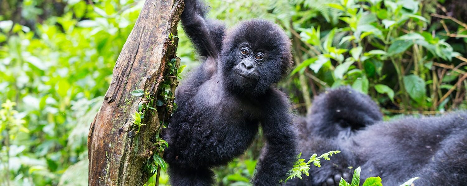 Cheapest place to trek gorillas in Africa