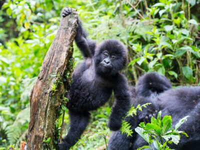 Cheapest place to trek gorillas in Africa