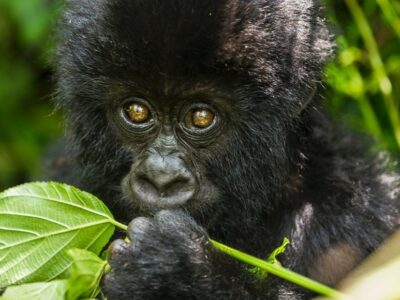 Uganda Gorilla Tours for 2022 | Where to go on a budget gorilla safari