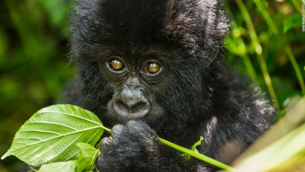 Uganda Gorilla Tours for 2022 | Where to go on a budget gorilla safari