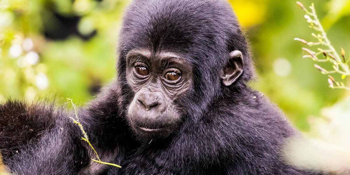 why Rwanda increased the price of gorilla permits
