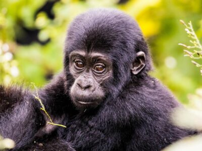 why Rwanda increased the price of gorilla permits
