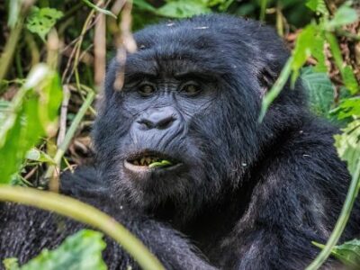 habituated Mountain Gorilla Groups in Buhoma Region
