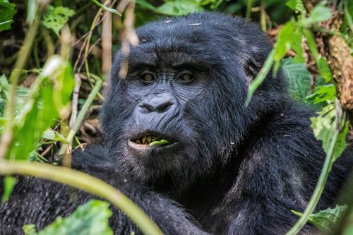 habituated Mountain Gorilla Groups in Buhoma Region