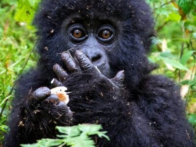 3 Days Budget Gorilla Safari to Buhoma Region