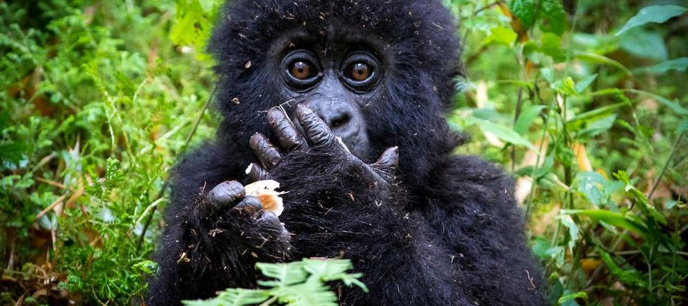 3 Days Budget Gorilla Safari to Buhoma Region