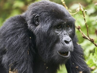Best Sector to Visit on a Flying Safari to Bwindi