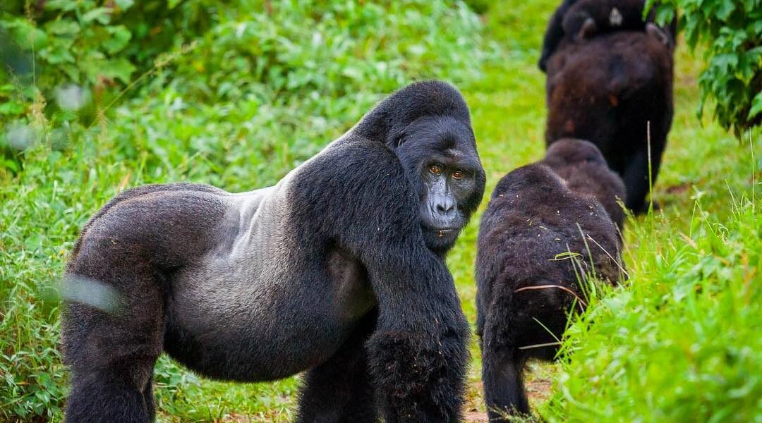 luxury gorilla safaris | Gorilla Groups in Buhoma Region -2