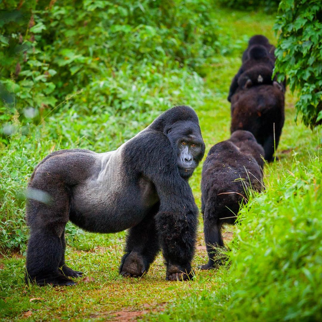 Gorilla animal. Горилла Бвинди. Национальный парк Бвинди Горная горилла. Равнинная горилла. Горные гориллы Уганда.