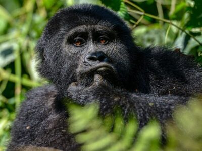 Gorilla Permits In 2022