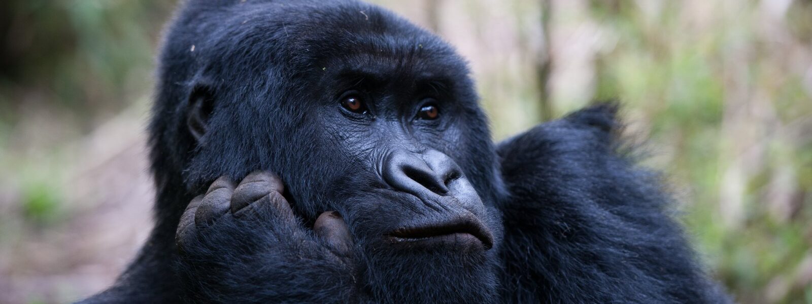 Gorilla Tour Operator in Entebbe