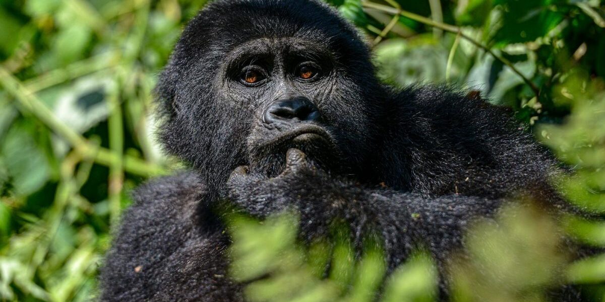 Gorilla Trekking in Buhoma Region