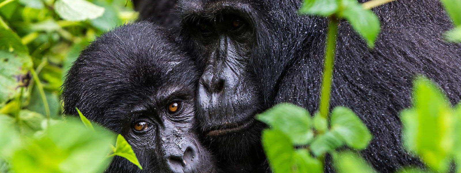 Gorilla tracking Tours 2022 - 2023