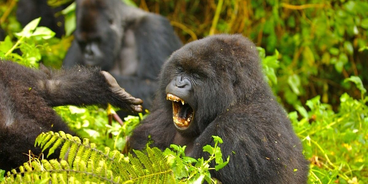 Habituated gorilla groups in Buhoma region