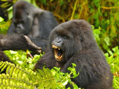 Habituated gorilla groups in Buhoma region
