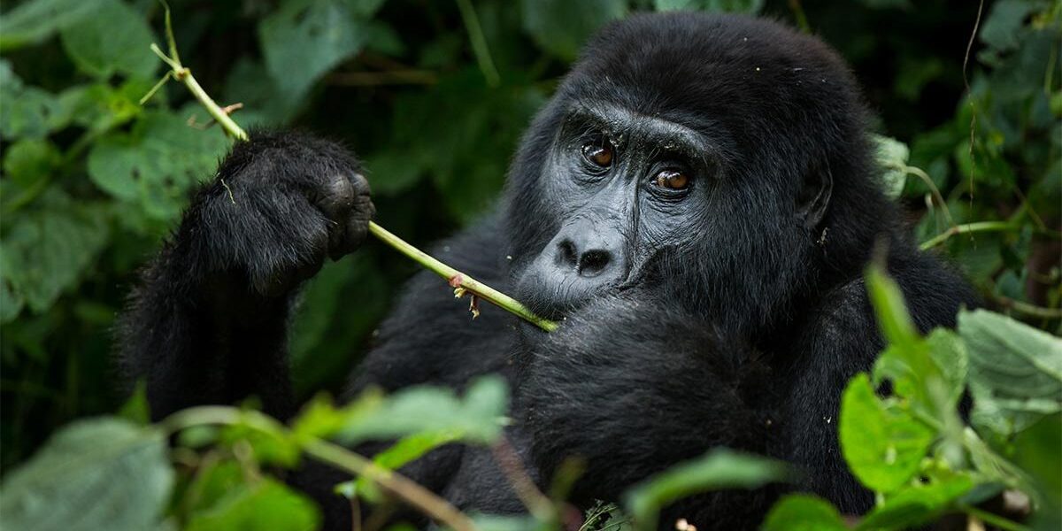 Uganda Gorilla Permits for 2022