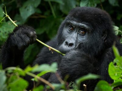 Uganda Gorilla Permits for 2022