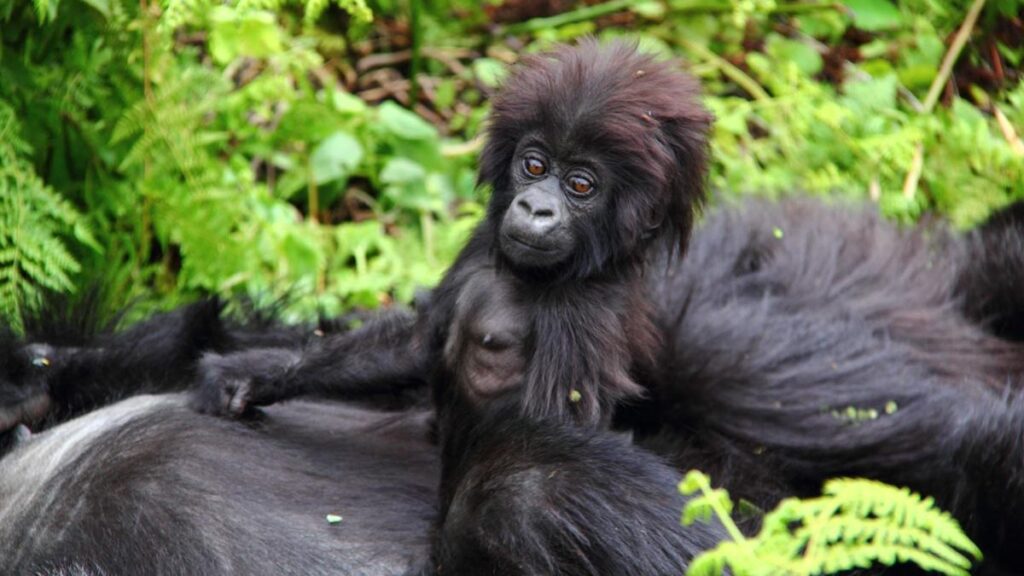 Uganda gorilla trekking Safari in 2022