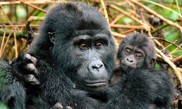 Advantages of Buying a gorilla Permit through a Tour Operator