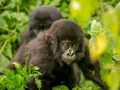 7 Days Murchison Falls & Gorillas