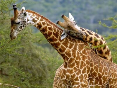 Budget safaris to Murchison falls National Park