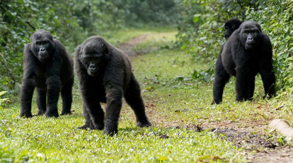 Gorilla permits in Buhoma Region
