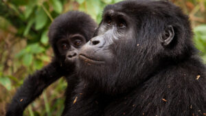 minimum age for trekking gorillas In Africa