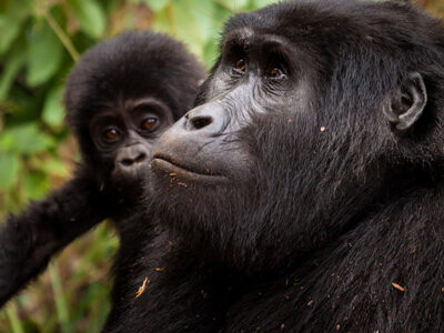 Booking a Gorilla Permit with UWA