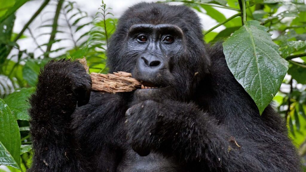 Budget Gorilla Tours in Uganda