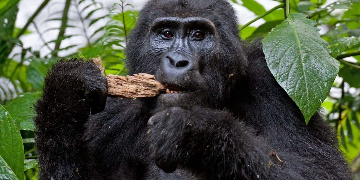 Budget Gorilla Tours in Uganda