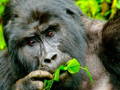 Budget gorilla Holidays in Africa