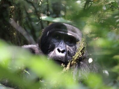 Budget gorilla Safaris in Africa