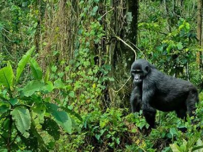 Gorilla and Wildlife Safaris in Uganda