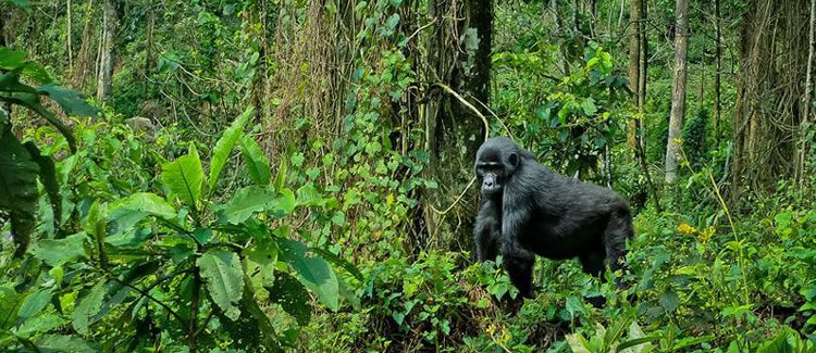 Gorilla and Wildlife Safaris in Uganda