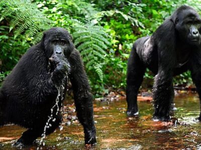 Gorilla safaris in Uganda