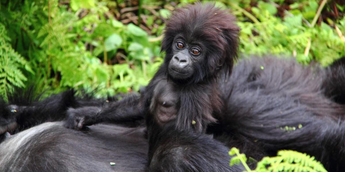 Minimum Age for trekking gorillas in Mgahinga