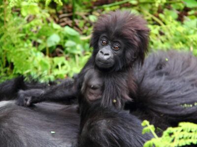 Minimum Age for trekking gorillas in Mgahinga