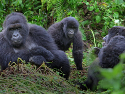 Uganda Gorilla Permits for East African Residents