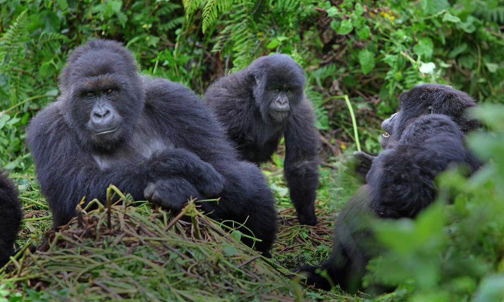 Uganda Gorilla Permits for East African Residents