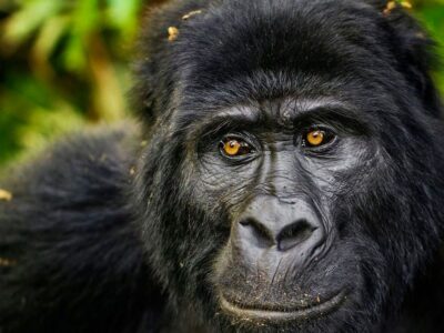 mountain gorilla trekking in Africa