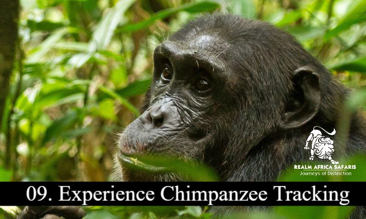 Top 10 Uganda Experiences