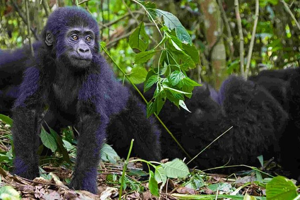 minimum age for trekking gorillas in Bwindi