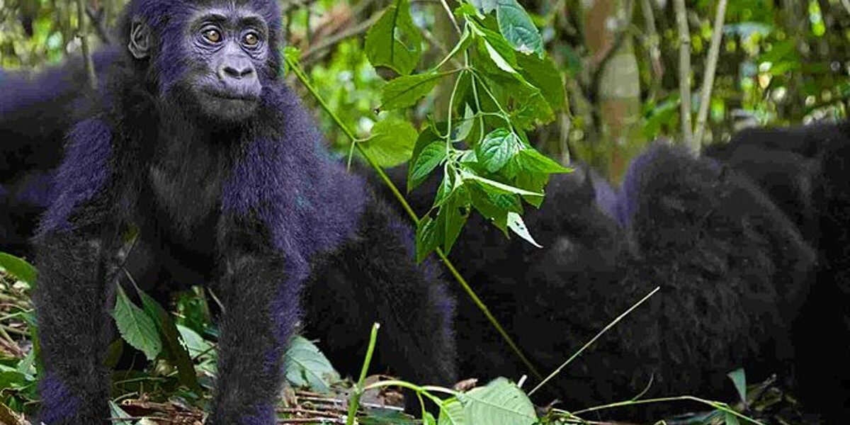 minimum age for trekking gorillas in Bwindi