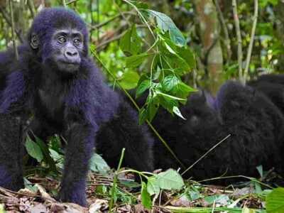 minimum age for trekking gorillas in Bwindi