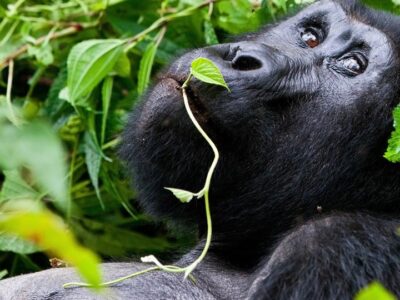 2 Days Budget Rwanda Gorilla Safari