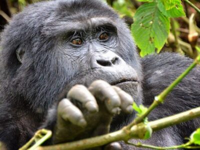 3 Days Cheap Rwanda Gorilla Safari